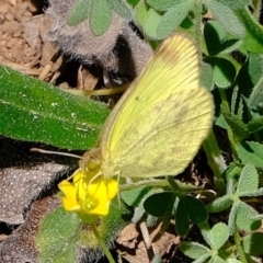 Eurema smilax at Holt, ACT - 14 Sep 2020