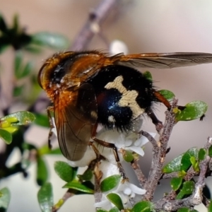 Microtropesa sp. (genus) at Holt, ACT - 14 Sep 2020