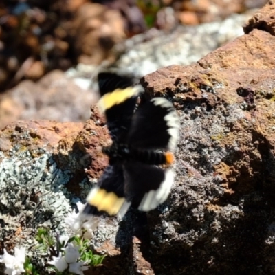 Eutrichopidia latinus (Yellow-banded Day-moth) at Woodstock Nature Reserve - 14 Sep 2020 by Kurt