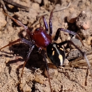 Habronestes bradleyi at Holt, ACT - 14 Sep 2020