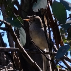 Colluricincla harmonica (Grey Shrikethrush) at Holt, ACT - 14 Sep 2020 by Kurt