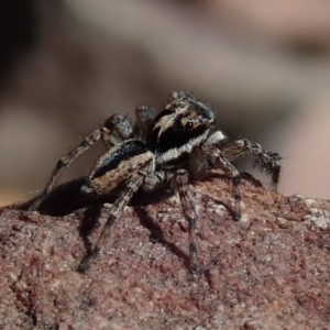 Jotus sp. (genus) at Wee Jasper, NSW - 14 Sep 2020