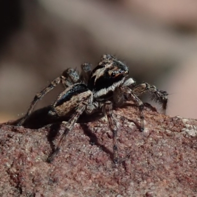 Jotus sp. (genus) (Unidentified Jotus Jumping Spider) at Wee Jasper, NSW - 14 Sep 2020 by Laserchemisty