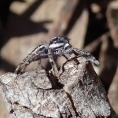 Jotus sp. (genus) at Wee Jasper, NSW - 14 Sep 2020