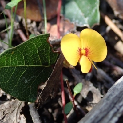 Platylobium montanum subsp. montanum (Mountain Flat Pea) at Wee Jasper, NSW - 14 Sep 2020 by Laserchemisty