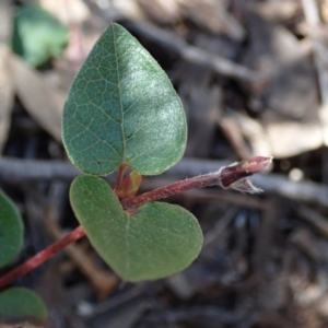 Platylobium montanum subsp. montanum at Wee Jasper, NSW - 14 Sep 2020