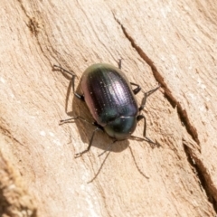 Chalcopteroides columbinus (Rainbow darkling beetle) at Higgins, ACT - 10 Sep 2020 by AlisonMilton
