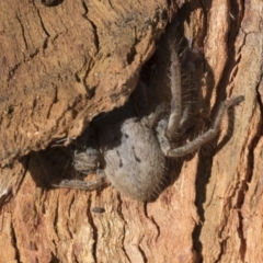 Isopeda sp. (genus) (Huntsman Spider) at Higgins, ACT - 10 Sep 2020 by AlisonMilton