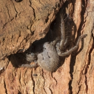 Isopeda sp. (genus) at Higgins, ACT - 10 Sep 2020