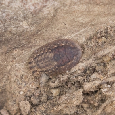 Laxta sp. (genus) (Bark cockroach) at Higgins, ACT - 10 Sep 2020 by AlisonMilton