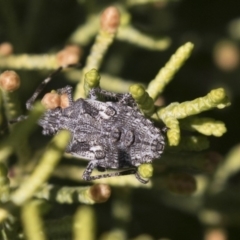 Alcaeus varicornis (Acacia shield bug) at Macquarie, ACT - 11 Sep 2020 by AlisonMilton