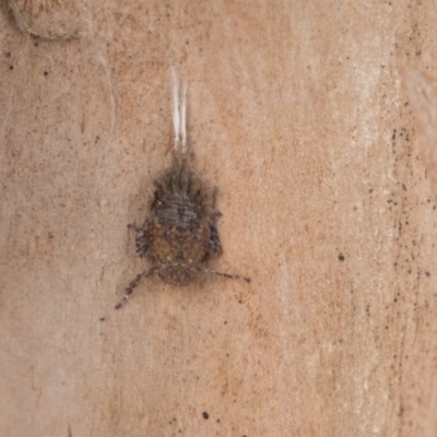Fulgoroidea sp. (superfamily) (Unidentified fulgoroid planthopper) at Higgins, ACT - 10 Sep 2020 by AlisonMilton