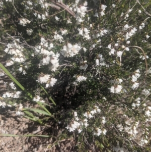 Cryptandra amara at Lake George, NSW - 14 Sep 2020