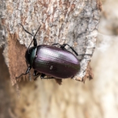 Chalcopteroides columbinus (Rainbow darkling beetle) at Holt, ACT - 10 Sep 2020 by Alison Milton
