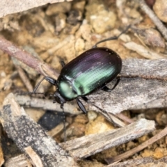 Chalcopteroides columbinus at Holt, ACT - 10 Sep 2020