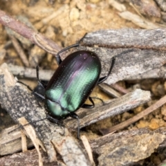 Chalcopteroides columbinus at Holt, ACT - 10 Sep 2020