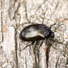 Chalcopteroides spectabilis (Rainbow darkling beetle) at Holt, ACT - 10 Sep 2020 by AlisonMilton