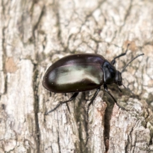 Chalcopteroides spectabilis at Holt, ACT - 10 Sep 2020 11:42 AM