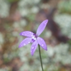 Glossodia major (Wax Lip Orchid) at Tuena, NSW - 13 Sep 2020 by SthTallagandaSurvey