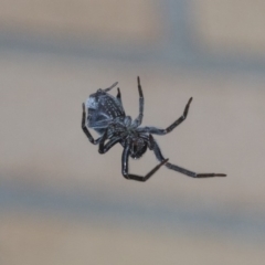 Badumna insignis (Black House Spider) at Higgins, ACT - 7 Sep 2020 by AlisonMilton