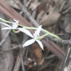 Caladenia ustulata (Brown Caps) at Thalaba Nature Reserve - 13 Sep 2020 by SthTallagandaSurvey