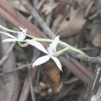 Caladenia ustulata (Brown Caps) at Thalaba Nature Reserve - 13 Sep 2020 by SthTallagandaSurvey