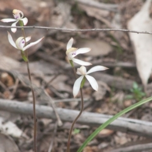 Caladenia ustulata at Laggan, NSW - suppressed