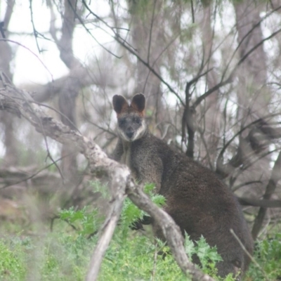 Wallabia bicolor (Swamp Wallaby) at Tuena, NSW - 13 Sep 2020 by SthTallagandaSurvey