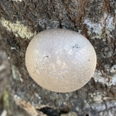 Unidentified Cup or disk - with no 'eggs' at Quaama, NSW - 14 Sep 2020 by FionaG