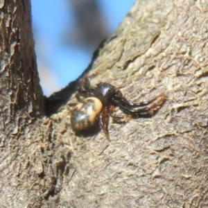 Tharpyna sp. (genus) at Quialigo, NSW - 14 Sep 2020