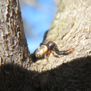 Tharpyna sp. (genus) at Quialigo, NSW - 14 Sep 2020