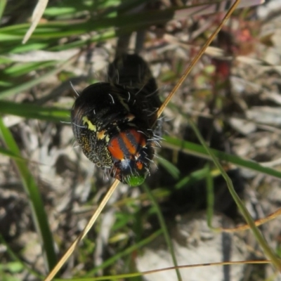 Apina callisto (Pasture Day Moth) at Quialigo, NSW - 14 Sep 2020 by Christine