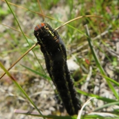 Apina callisto at Quialigo, NSW - 14 Sep 2020