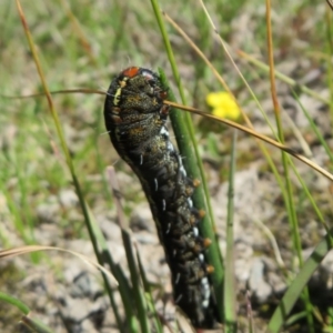 Apina callisto at Quialigo, NSW - 14 Sep 2020