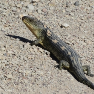 Tiliqua nigrolutea at Lake Bathurst, NSW - 14 Sep 2020