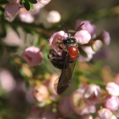 Lasioglossum (Callalictus) callomelittinum (Halictid bee) at Acton, ACT - 14 Sep 2020 by PeterA