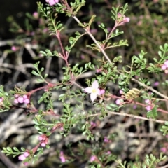 Boronia microphylla (Small-leaved Boronia) at Fitzroy Falls - 14 Sep 2020 by plants