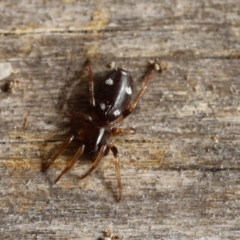 Zodariidae (family) (Unidentified Ant spider or Spotted ground spider) at Quaama, NSW - 12 Sep 2020 by FionaG