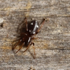 Zodariidae (family) (Ant spider or Spotted ground spider) at Quaama, NSW - 12 Sep 2020 by FionaG