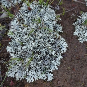 Lichen - foliose at Carwoola, NSW - 6 Sep 2020