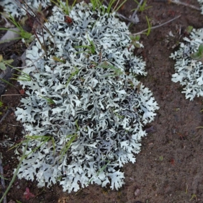 Lichen - foliose at Carwoola, NSW - 6 Sep 2020 by JanetRussell