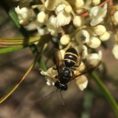 Lasioglossum (Australictus) tertium (Halictid bee) at Downer, ACT - 14 Sep 2020 by PeterA