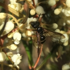 Lasioglossum (Australictus) tertium at Downer, ACT - 14 Sep 2020