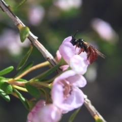 Exoneura sp. (genus) (A reed bee) at Acton, ACT - 14 Sep 2020 by PeterA