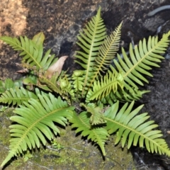 Blechnum nudum (Fishbone Water Fern) at Meryla - 14 Sep 2020 by plants