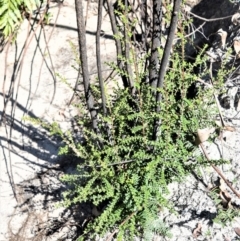 Melaleuca squarrosa (Bottle-brush Teatree) at Meryla - 14 Sep 2020 by plants