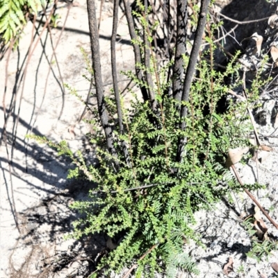 Melaleuca squarrosa (Bottle-brush Teatree) at Meryla - 14 Sep 2020 by plants