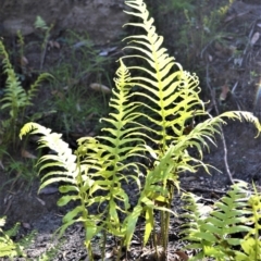 Blechnum cartilagineum (Gristle Fern) at Meryla, NSW - 14 Sep 2020 by plants