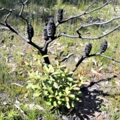 Banksia paludosa (Swamp Banksia) at Morton National Park - 14 Sep 2020 by plants