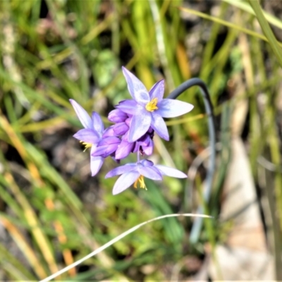 Sowerbaea juncea (Vanilla Lily) at Meryla, NSW - 14 Sep 2020 by plants